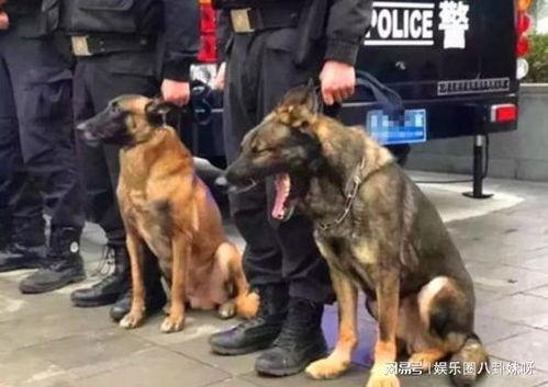 警犬来了幕后花絮